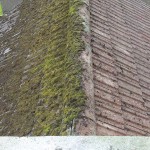 roof Moss removal