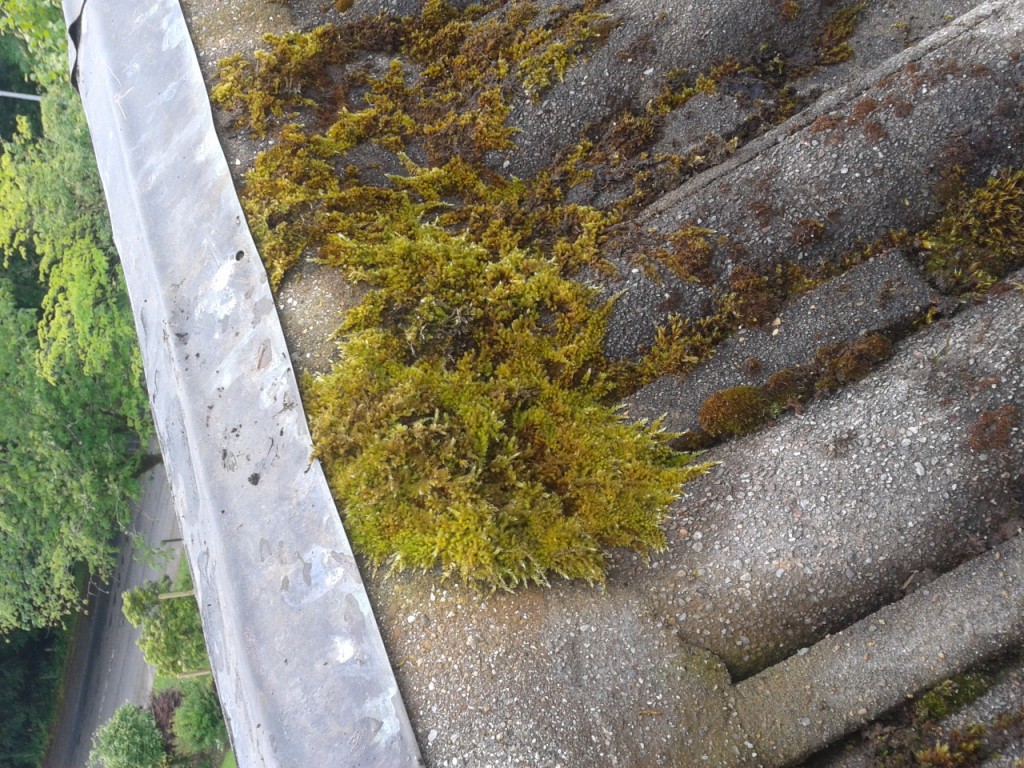 Copper strip for moss prevention? Property cleaning & maintenance